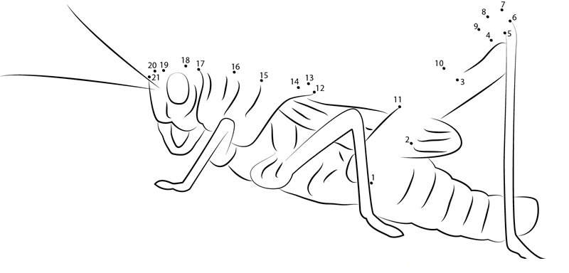 Animal Cricket Insect printable dot to dot worksheet