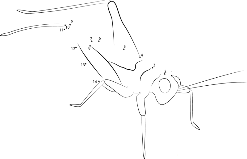 Green Cricket dot to dot worksheets