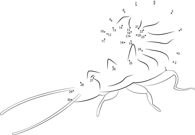 Common Earwig dot to dot worksheets