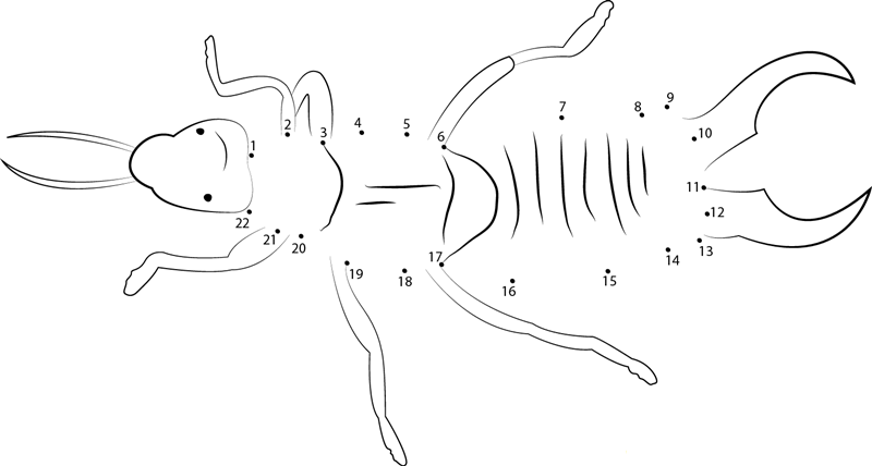 Earwig Up Look printable dot to dot worksheet