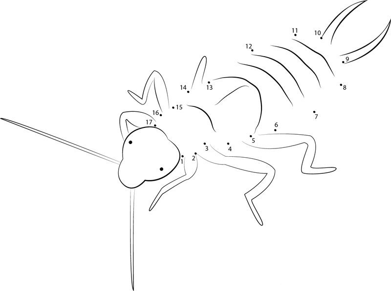 Earwig With Large Cerci dot to dot worksheets