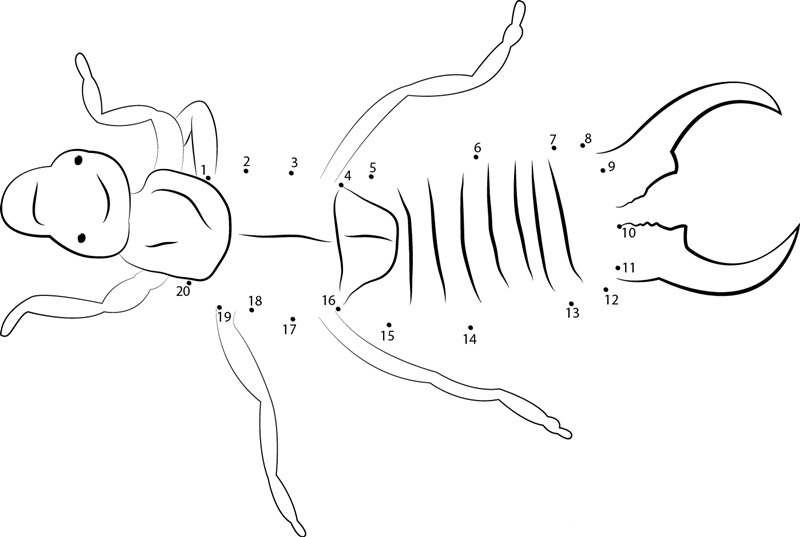 Insects Earwig printable dot to dot worksheet