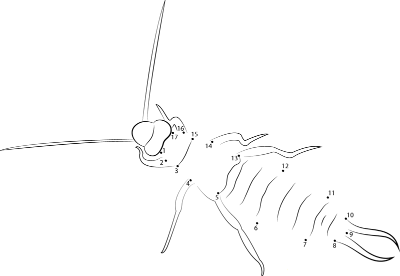 Labidura Herculeana dot to dot worksheets