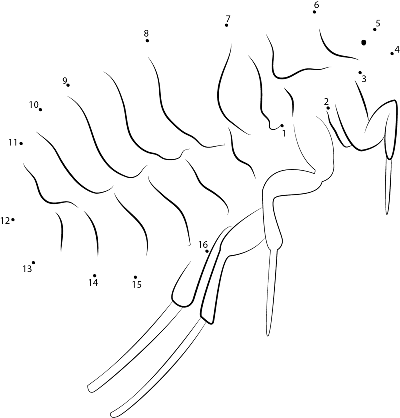 Adult Flea dot to dot worksheets