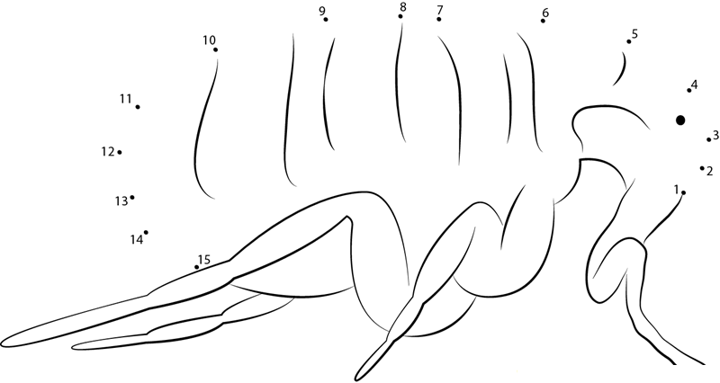 Flea Bed Bug printable dot to dot worksheet