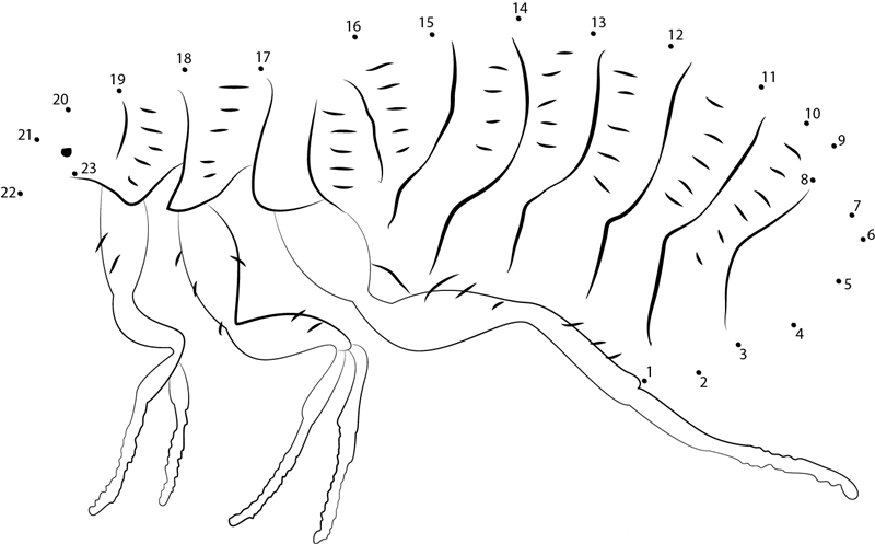 Moorhen Flea printable dot to dot worksheet