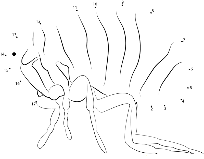 Siphonaptera printable dot to dot worksheet