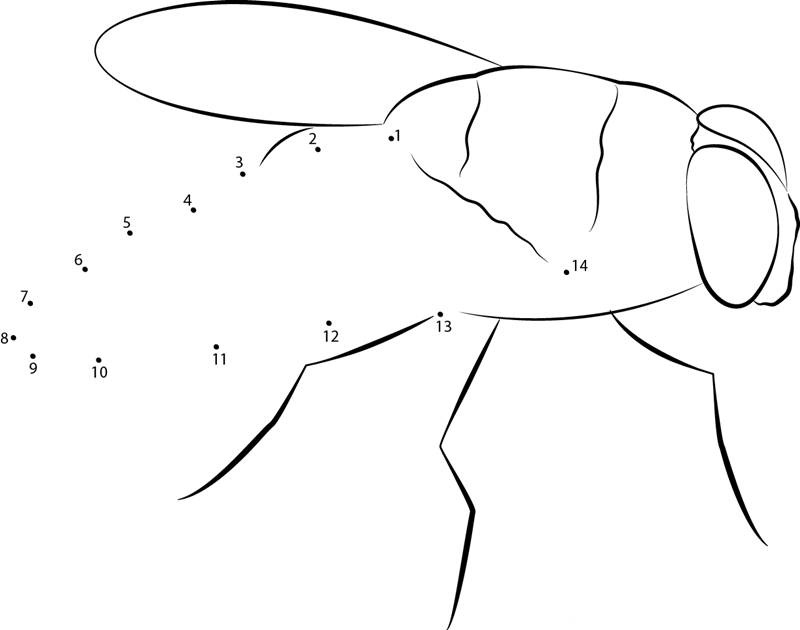 Blow Fly printable dot to dot worksheet