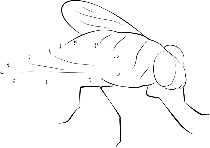 Bluebottle Fly printable dot to dot worksheet