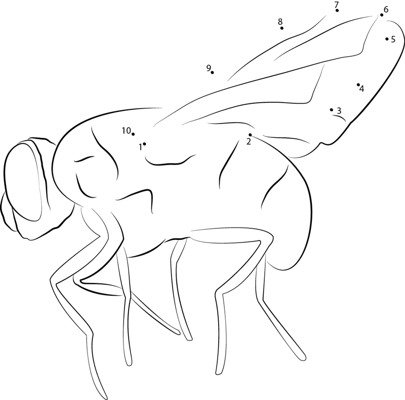 Calliphoridae dot to dot worksheets