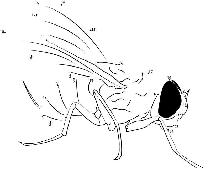 Fly printable dot to dot worksheet