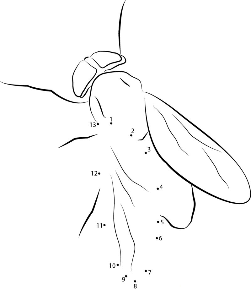 Horse Fly printable dot to dot worksheet