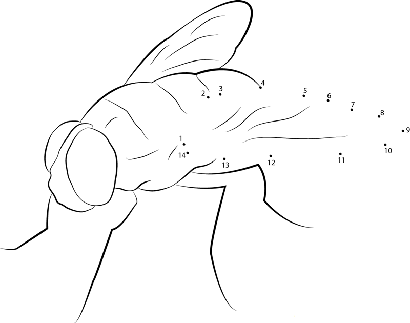 Sarcophagidae dot to dot worksheets