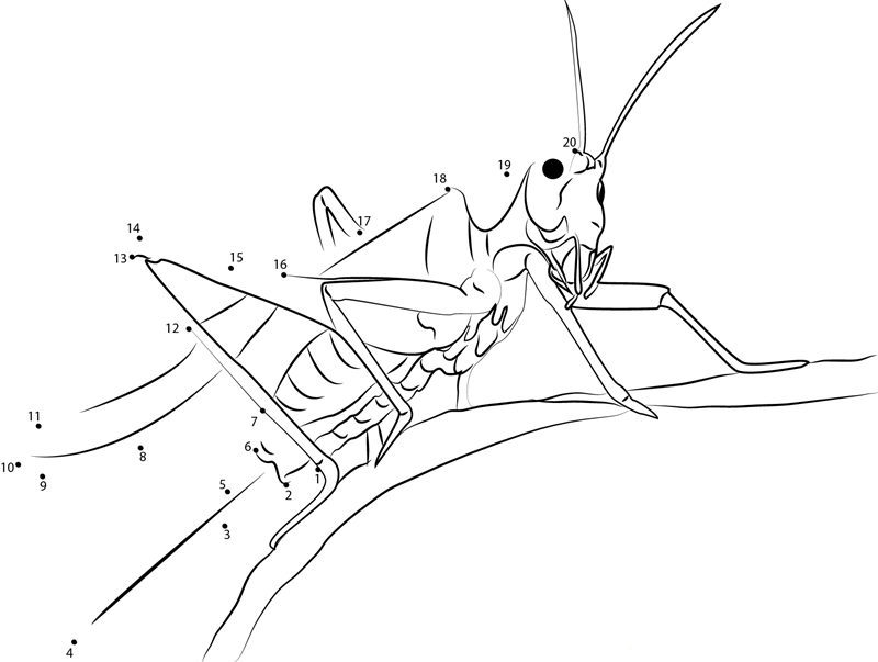 Grasshoppers printable dot to dot worksheet