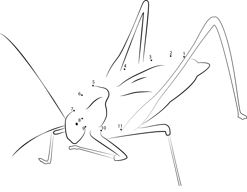 Bush Crickets printable dot to dot worksheet