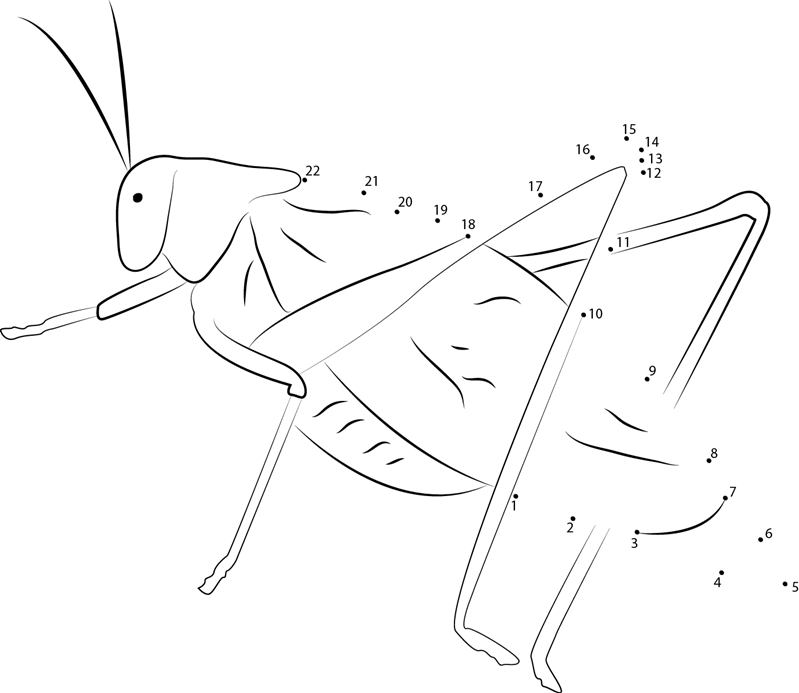 Bush Katydid dot to dot worksheets