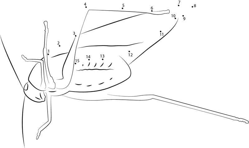 Green Leaf Katydid dot to dot worksheets