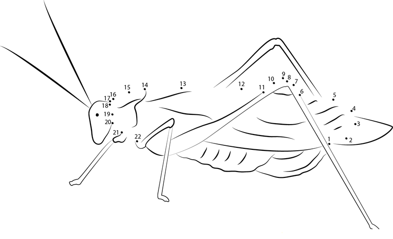 Katydid Up printable dot to dot worksheet