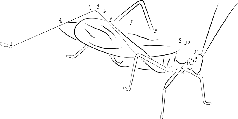 Northern Bush Katydid dot to dot worksheets