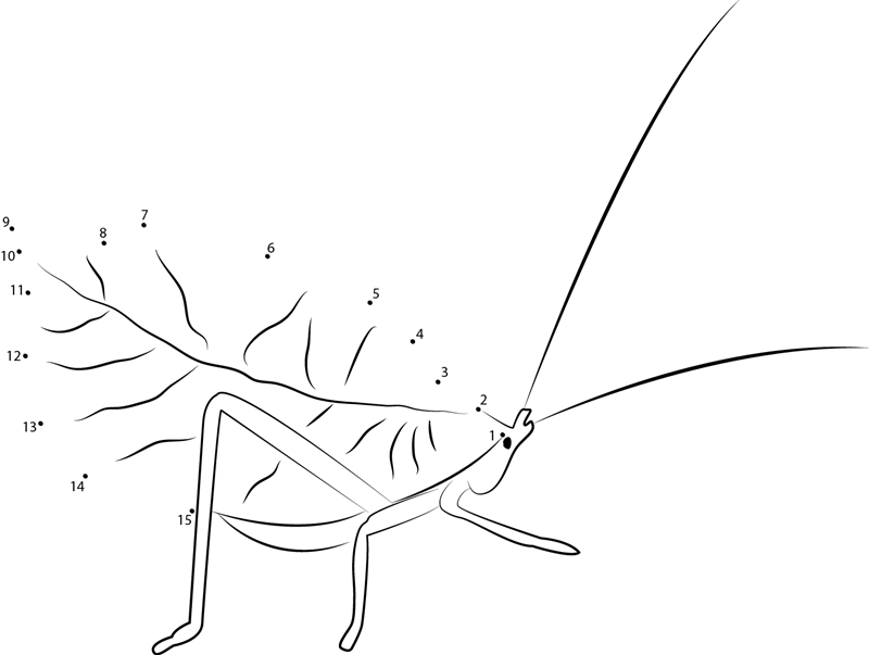 Peruvian Leaf Katydid printable dot to dot worksheet