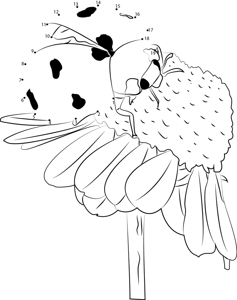 Ladybug Pollinate Flowers dot to dot worksheets