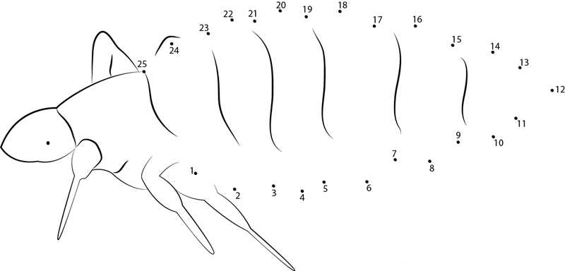 Louse printable dot to dot worksheet