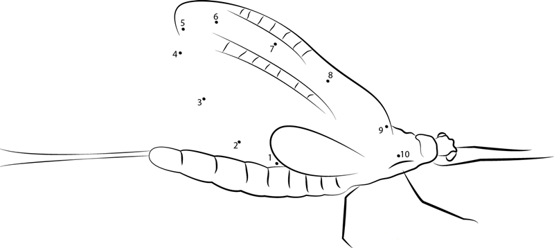 A Typical Mayfly printable dot to dot worksheet