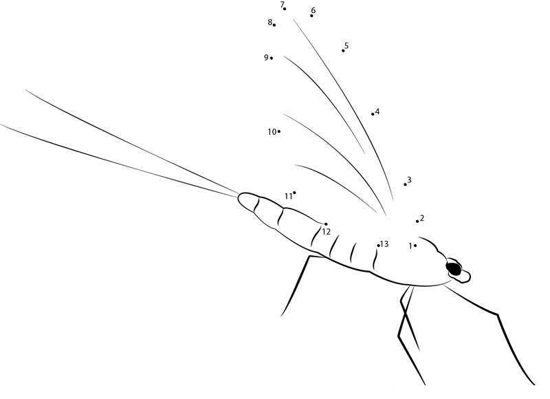 Aquatic Mayfly printable dot to dot worksheet