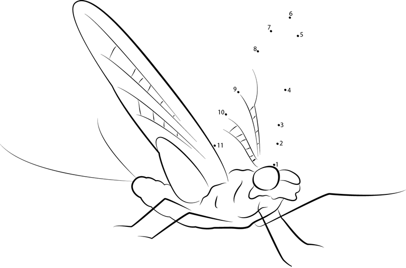 Ephemeroptera printable dot to dot worksheet