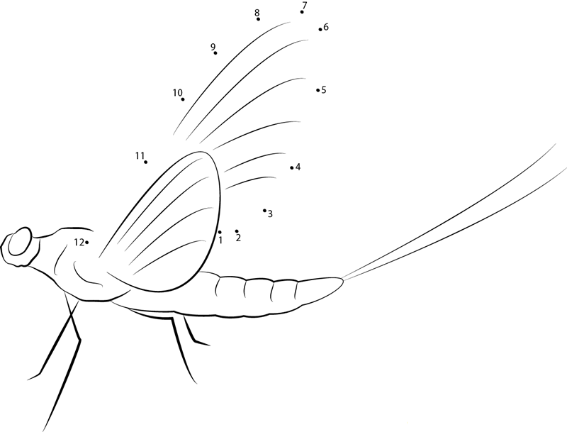 Heptagenia Longicauda dot to dot worksheets