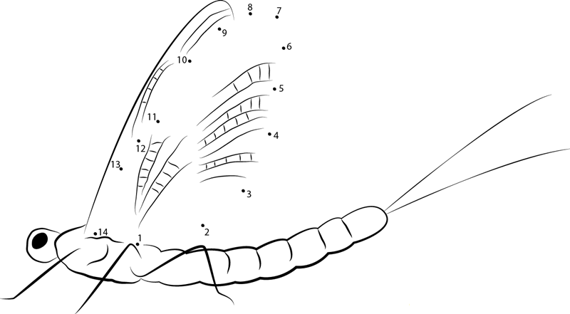 Hexagenia Limbata dot to dot worksheets