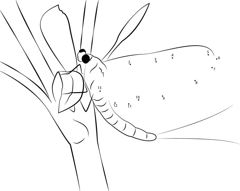 Male Mayfly dot to dot worksheets