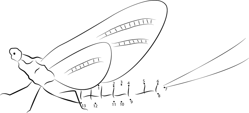 Shadflies dot to dot worksheets