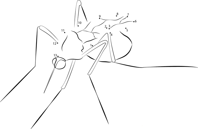 Culicidae printable dot to dot worksheet