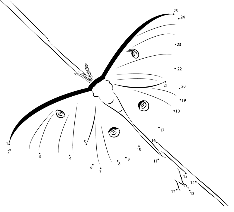 Actias Luna In Florida printable dot to dot worksheet