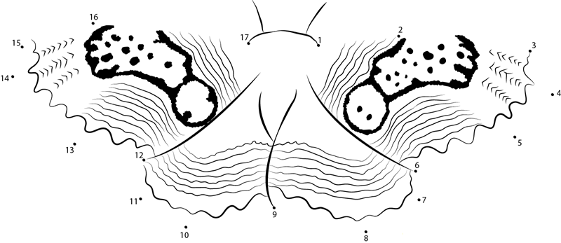 Brahmaea Wallichii printable dot to dot worksheet