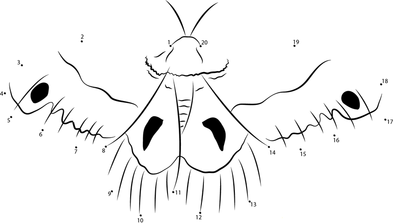 Cecropia Moth Wings printable dot to dot worksheet