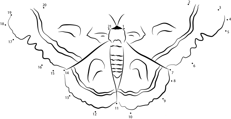 Heterocera printable dot to dot worksheet