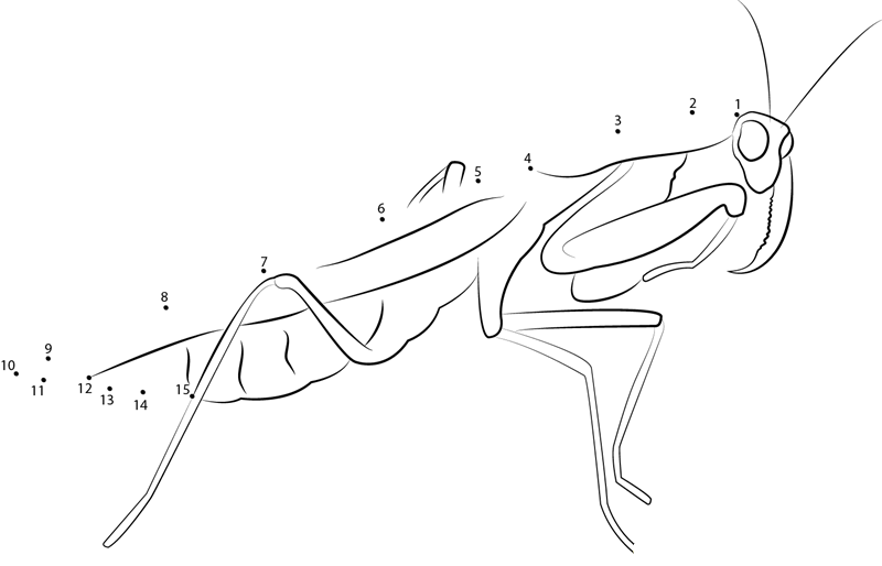 European Praying Mantis Female printable dot to dot worksheet