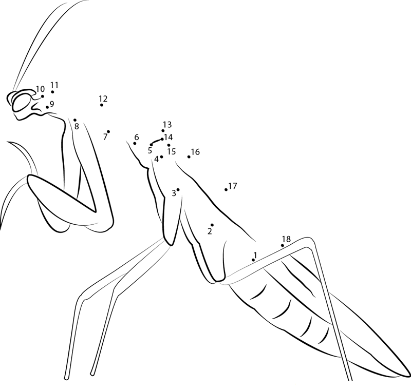 Mantis printable dot to dot worksheet