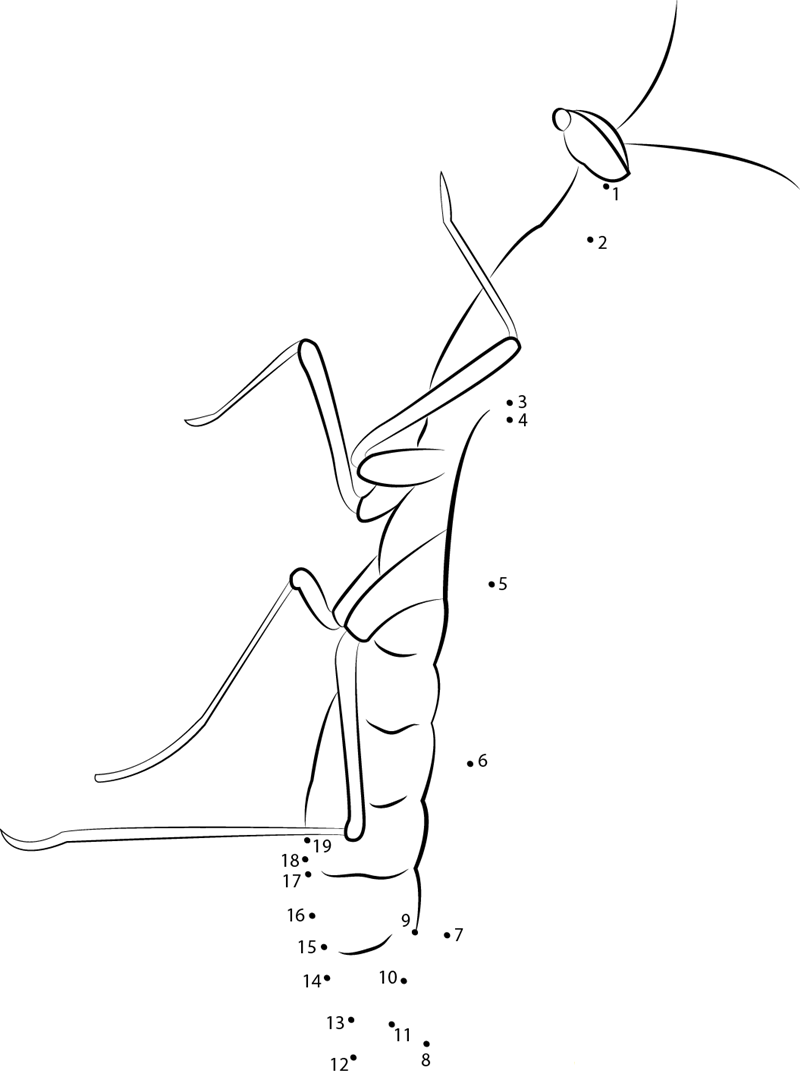 Sphodromantis Viridis printable dot to dot worksheet