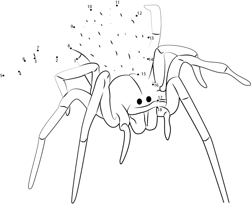 Blackhouse Spider Australia printable dot to dot worksheet