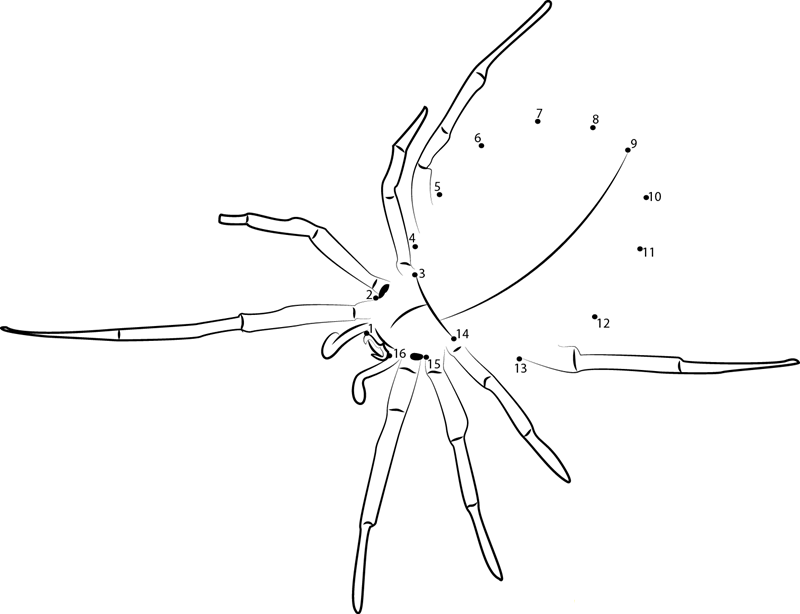 False Widow Spider printable dot to dot worksheet