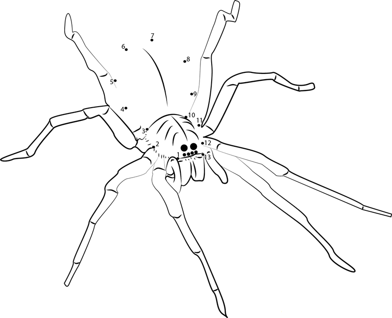 Fishing Spider printable dot to dot worksheet