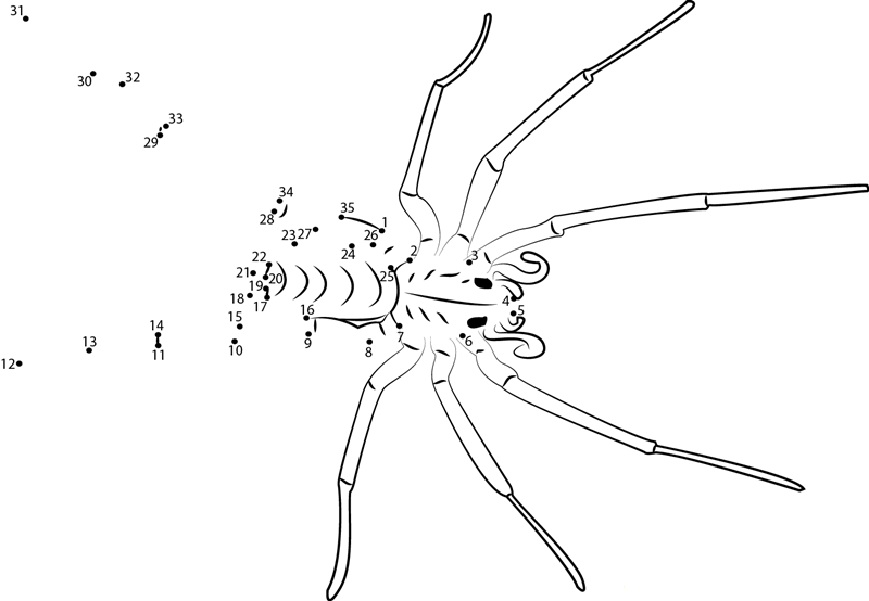 Giant House Spider printable dot to dot worksheet