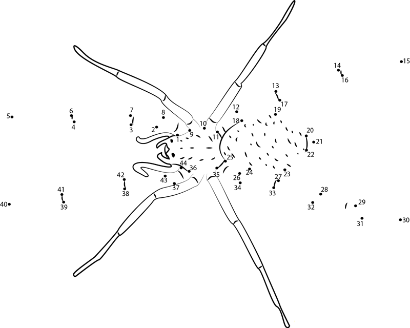 Hobo Spider printable dot to dot worksheet