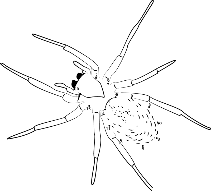 Lace Webbed Spider printable dot to dot worksheet