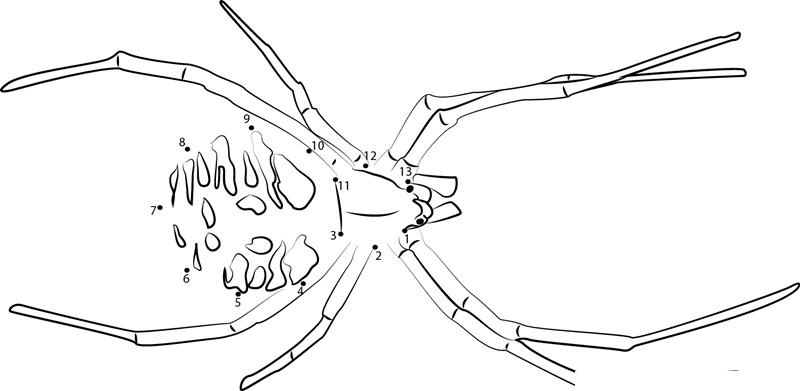 Palm Spider printable dot to dot worksheet