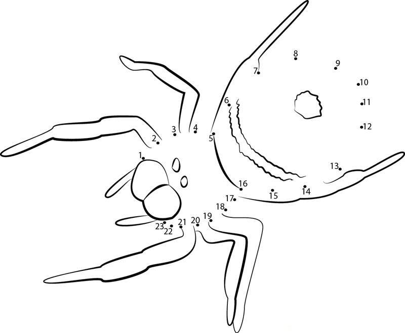 Spider Flying printable dot to dot worksheet