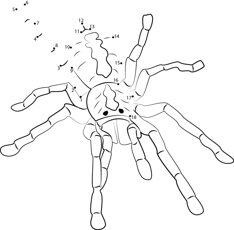 Tarantula Spider printable dot to dot worksheet